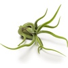 image:imageAltman Plants 12 Air Plant Variety Pack  Small Tillandsia Terrarium Kit  Assorted Species of Live Tillandsia Tropical House Plants for Sale 2 to 5 Inches Each  Air Plants for Indoor Home Decor