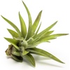 image:imageAltman Plants 12 Air Plant Variety Pack  Small Tillandsia Terrarium Kit  Assorted Species of Live Tillandsia Tropical House Plants for Sale 2 to 5 Inches Each  Air Plants for Indoor Home Decor