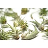 image:imageAltman Plants 12 Air Plant Variety Pack  Small Tillandsia Terrarium Kit  Assorted Species of Live Tillandsia Tropical House Plants for Sale 2 to 5 Inches Each  Air Plants for Indoor Home Decor