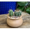 image:imageAltman Plants Assorted Cactus Plants Live Cactus Decor 4PK Cactus Plant Live Succulents Plants Live in Cactus Soil Potting Mix Live Cacti Plants Live Succulent Plants Live Plants in Cactus PotAssorted 8pack