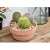 image:imageAltman Plants Assorted Cactus Plants Live Cactus Decor 4PK Cactus Plant Live Succulents Plants Live in Cactus Soil Potting Mix Live Cacti Plants Live Succulent Plants Live Plants in Cactus PotAssorted 8pack