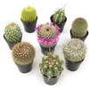 image:imageAltman Plants Assorted Cactus Plants Live Cactus Decor 4PK Cactus Plant Live Succulents Plants Live in Cactus Soil Potting Mix Live Cacti Plants Live Succulent Plants Live Plants in Cactus PotAssorted 8pack