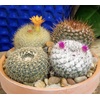 image:imageAltman Plants Assorted Cactus Plants Live Cactus Decor 4PK Cactus Plant Live Succulents Plants Live in Cactus Soil Potting Mix Live Cacti Plants Live Succulent Plants Live Plants in Cactus PotAssorted 8pack