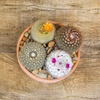image:imageAltman Plants Assorted Cactus Plants Live Cactus Decor 4PK Cactus Plant Live Succulents Plants Live in Cactus Soil Potting Mix Live Cacti Plants Live Succulent Plants Live Plants in Cactus PotAssorted 8pack