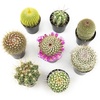 image:imageAltman Plants Assorted Cactus Plants Live Cactus Decor 4PK Cactus Plant Live Succulents Plants Live in Cactus Soil Potting Mix Live Cacti Plants Live Succulent Plants Live Plants in Cactus PotAssorted 8pack