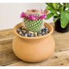 image:imageAltman Plants Assorted Cactus Plants Live Cactus Decor 4PK Cactus Plant Live Succulents Plants Live in Cactus Soil Potting Mix Live Cacti Plants Live Succulent Plants Live Plants in Cactus PotAssorted 8pack