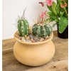 image:imageAltman Plants Assorted Cactus Plants Live Cactus Decor 4PK Cactus Plant Live Succulents Plants Live in Cactus Soil Potting Mix Live Cacti Plants Live Succulent Plants Live Plants in Cactus PotAssorted 8pack