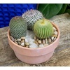 image:imageAltman Plants Assorted Cactus Plants Live Cactus Decor 4PK Cactus Plant Live Succulents Plants Live in Cactus Soil Potting Mix Live Cacti Plants Live Succulent Plants Live Plants in Cactus PotAssorted 8pack