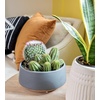 image:imageAltman Plants Assorted Cactus Plants Live Plants 6PK Cactus Plant Live Succulents Plants Live Cactus Decor Indoor Plants Live House Plants in Cactus Soil Live Cacti Plants Live Succulent Plants
