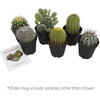 image:imageAltman Plants Assorted Cactus Plants Live Succulents 3 Pack Live Cactus Plant Lover Gifts Cacti Succulents Plants Live Houseplants Succulent Indoor Plants Live Plants in Cactus Soil Potting Mix35