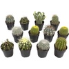 image:imageAltman Plants Assorted Cactus Plants Live Succulents 3 Pack Live Cactus Plant Lover Gifts Cacti Succulents Plants Live Houseplants Succulent Indoor Plants Live Plants in Cactus Soil Potting Mix25