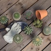 image:imageAltman Plants Assorted Cactus Plants Live Succulents 3 Pack Live Cactus Plant Lover Gifts Cacti Succulents Plants Live Houseplants Succulent Indoor Plants Live Plants in Cactus Soil Potting Mix35