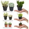 image:imageAltman Plants Assorted Cactus Plants Live Succulents 3 Pack Live Cactus Plant Lover Gifts Cacti Succulents Plants Live Houseplants Succulent Indoor Plants Live Plants in Cactus Soil Potting Mix35