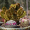 image:imageAltman Plants Assorted Cactus Plants Live Succulents 3 Pack Live Cactus Plant Lover Gifts Cacti Succulents Plants Live Houseplants Succulent Indoor Plants Live Plants in Cactus Soil Potting Mix35