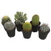 image:imageAltman Plants Assorted Cactus Plants Live Succulents 3 Pack Live Cactus Plant Lover Gifts Cacti Succulents Plants Live Houseplants Succulent Indoor Plants Live Plants in Cactus Soil Potting Mix35