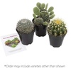 image:imageAltman Plants Assorted Cactus Plants Live Succulents 3 Pack Live Cactus Plant Lover Gifts Cacti Succulents Plants Live Houseplants Succulent Indoor Plants Live Plants in Cactus Soil Potting Mix35