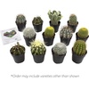 image:imageAltman Plants Assorted Cactus Plants Live Succulents 3 Pack Live Cactus Plant Lover Gifts Cacti Succulents Plants Live Houseplants Succulent Indoor Plants Live Plants in Cactus Soil Potting Mix25