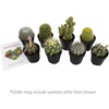 image:imageAltman Plants Assorted Cactus Plants Live Succulents 3 Pack Live Cactus Plant Lover Gifts Cacti Succulents Plants Live Houseplants Succulent Indoor Plants Live Plants in Cactus Soil Potting Mix25