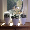 image:imageAltman Plants Assorted Cactus Plants Live Succulents 3 Pack Live Cactus Plant Lover Gifts Cacti Succulents Plants Live Houseplants Succulent Indoor Plants Live Plants in Cactus Soil Potting Mix35