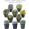 image:imageAltman Plants Assorted Cactus Plants Live Succulents 3 Pack Live Cactus Plant Lover Gifts Cacti Succulents Plants Live Houseplants Succulent Indoor Plants Live Plants in Cactus Soil Potting Mix35