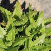 image:imageAltman Plants Assorted Succulents Plants Live Houseplants 8PK Succulent Plants Home Office Plants Live Indoor Plants Live Plants Indoor House Plants Easy Care Plants Desk Plants Kitchen PlantsMulticolor