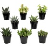 image:imageAltman Plants Assorted Succulents Plants Live Houseplants 8PK Succulent Plants Home Office Plants Live Indoor Plants Live Plants Indoor House Plants Easy Care Plants Desk Plants Kitchen PlantsBlack