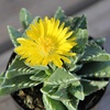 image:imageAltman Plants Assorted Succulents Plants Live Houseplants 8PK Succulent Plants Home Office Plants Live Indoor Plants Live Plants Indoor House Plants Easy Care Plants Desk Plants Kitchen PlantsMulticolor
