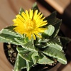 image:imageAltman Plants Assorted Succulents Plants Live Houseplants 8PK Succulent Plants Home Office Plants Live Indoor Plants Live Plants Indoor House Plants Easy Care Plants Desk Plants Kitchen PlantsBlack