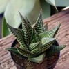 image:imageAltman Plants Assorted Succulents Plants Live Houseplants 8PK Succulent Plants Home Office Plants Live Indoor Plants Live Plants Indoor House Plants Easy Care Plants Desk Plants Kitchen PlantsMulticolor