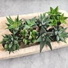 image:imageAltman Plants Assorted Succulents Plants Live Houseplants 8PK Succulent Plants Home Office Plants Live Indoor Plants Live Plants Indoor House Plants Easy Care Plants Desk Plants Kitchen PlantsBlack