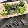 image:imageAltman Plants Assorted Succulents Plants Live Houseplants 8PK Succulent Plants Home Office Plants Live Indoor Plants Live Plants Indoor House Plants Easy Care Plants Desk Plants Kitchen PlantsMulticolor
