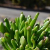 image:imageAltman Plants Assorted Succulents Plants Live Houseplants 8PK Succulent Plants Home Office Plants Live Indoor Plants Live Plants Indoor House Plants Easy Care Plants Desk Plants Kitchen PlantsMulticolor