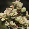 image:imageAltman Plants Assorted Succulents Plants Live Houseplants 8PK Succulent Plants Home Office Plants Live Indoor Plants Live Plants Indoor House Plants Easy Care Plants Desk Plants Kitchen PlantsMulticolor