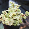 image:imageAltman Plants Assorted Succulents Plants Live Houseplants 8PK Succulent Plants Home Office Plants Live Indoor Plants Live Plants Indoor House Plants Easy Care Plants Desk Plants Kitchen PlantsBlack