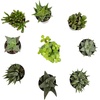 image:imageAltman Plants Assorted Succulents Plants Live Houseplants 8PK Succulent Plants Home Office Plants Live Indoor Plants Live Plants Indoor House Plants Easy Care Plants Desk Plants Kitchen PlantsBlack