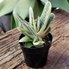 image:imageAltman Plants Assorted Succulents Plants Live Houseplants 8PK Succulent Plants Home Office Plants Live Indoor Plants Live Plants Indoor House Plants Easy Care Plants Desk Plants Kitchen PlantsBlack