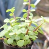 image:imageAltman Plants Assorted Succulents Plants Live Houseplants 8PK Succulent Plants Home Office Plants Live Indoor Plants Live Plants Indoor House Plants Easy Care Plants Desk Plants Kitchen PlantsMulticolor
