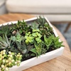 image:imageAltman Plants Assorted Succulents Plants Live Houseplants 8PK Succulent Plants Home Office Plants Live Indoor Plants Live Plants Indoor House Plants Easy Care Plants Desk Plants Kitchen PlantsBlack