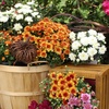 image:imageAltman Plants Bronze Chrysanthemum Plant in 1 Gal Grower Pot Garden Mum Flowering Plants Outdoor Plants Live Mums Real Outdoor Plants Patio or Porch Flowers for Fall Easy Care