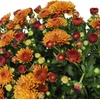 image:imageAltman Plants Bronze Chrysanthemum Plant in 1 Gal Grower Pot Garden Mum Flowering Plants Outdoor Plants Live Mums Real Outdoor Plants Patio or Porch Flowers for Fall Easy Care