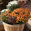 image:imageAltman Plants Bronze Chrysanthemum Plant in 1 Gal Grower Pot Garden Mum Flowering Plants Outdoor Plants Live Mums Real Outdoor Plants Patio or Porch Flowers for Fall Easy Care