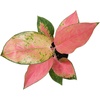 image:imageAltman Plants Chinese Evergreen Live Plant Decor Aglaonema China Red with 4 Inch White Plastic Plant Pot Easy to Grow Desk Plant Easy Plant Gift Decorative Indoor Plant Grown in Potting Soil Mix