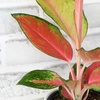 image:imageAltman Plants Chinese Evergreen Live Plant Decor Aglaonema China Red with 4 Inch White Plastic Plant Pot Easy to Grow Desk Plant Easy Plant Gift Decorative Indoor Plant Grown in Potting Soil Mix