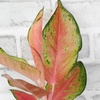 image:imageAltman Plants Chinese Evergreen Live Plant Decor Aglaonema China Red with 4 Inch White Plastic Plant Pot Easy to Grow Desk Plant Easy Plant Gift Decorative Indoor Plant Grown in Potting Soil Mix