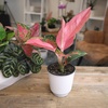 image:imageAltman Plants Chinese Evergreen Live Plant Decor Aglaonema China Red with 4 Inch White Plastic Plant Pot Easy to Grow Desk Plant Easy Plant Gift Decorative Indoor Plant Grown in Potting Soil Mix
