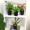 image:imageAltman Plants Classic Houseplant Collection 4PK Live Indoor Plants in 4 Pots Easy Care House Plants Snake Plant Pothos in Potting Soil Clean Air Plants4Pack