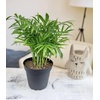 image:imageAltman Plants Classic Houseplant Collection 4PK Live Indoor Plants in 4 Pots Easy Care House Plants Snake Plant Pothos in Potting Soil Clean Air Plants4Pack