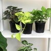 image:imageAltman Plants Classic Houseplant Collection 4PK Live Indoor Plants in 4 Pots Easy Care House Plants Snake Plant Pothos in Potting Soil Clean Air Plants4Pack