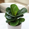 image:imageAltman Plants Classic Houseplant Collection 4PK Live Indoor Plants in 4 Pots Easy Care House Plants Snake Plant Pothos in Potting Soil Clean Air Plants3Pack