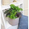image:imageAltman Plants Classic Houseplant Collection 4PK Live Indoor Plants in 4 Pots Easy Care House Plants Snake Plant Pothos in Potting Soil Clean Air Plants4Pack